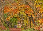 John Scholey - Autumn Colours in Wyming Brook.jpg